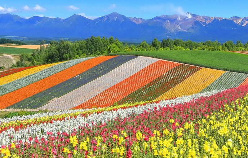 北海道観光バスで訪れる四季彩の丘