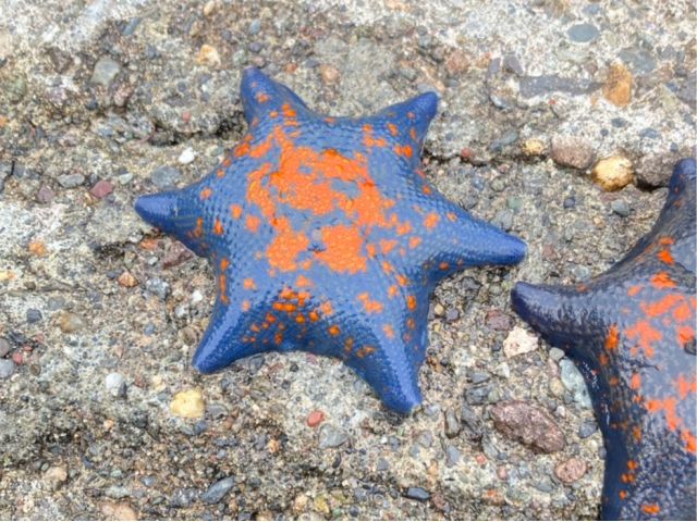 ★ Tours Exclusive [Shakotan / 7 Hours] Enjoy the Ocean at the Niseko-Shakotan-Otaru Coast Quasi-National Park! Ages 3–80 Welcome☆ Shore Exploration & Sea Fishing Experience 《Pickup and Drop-off from Sapporo City Included》 (No. 32)