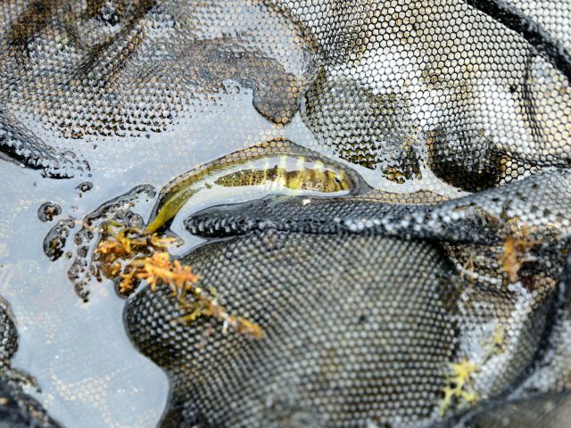 ★ Tours Exclusive [Shakotan / 7 Hours] Enjoy the Ocean at the Niseko-Shakotan-Otaru Coast Quasi-National Park! Ages 3–80 Welcome☆ Shore Exploration & Sea Fishing Experience 《Pickup and Drop-off from Sapporo City Included》 (No. 32)