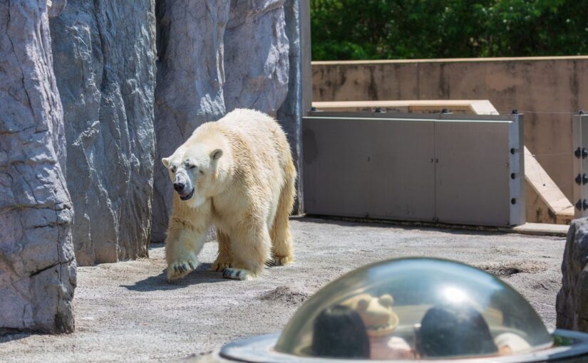 北海道バスツアーで行く旭山動物園