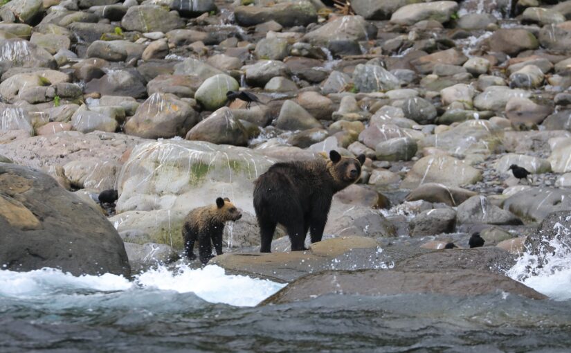 北海道の野生を象徴するヒグマ親子