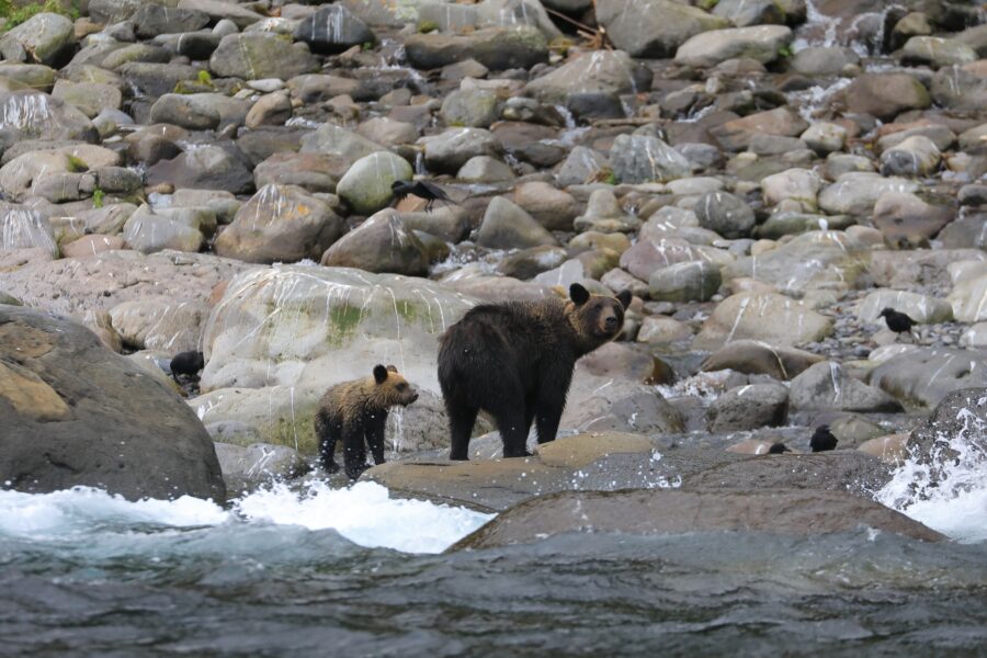 北海道の野生を象徴するヒグマ親子