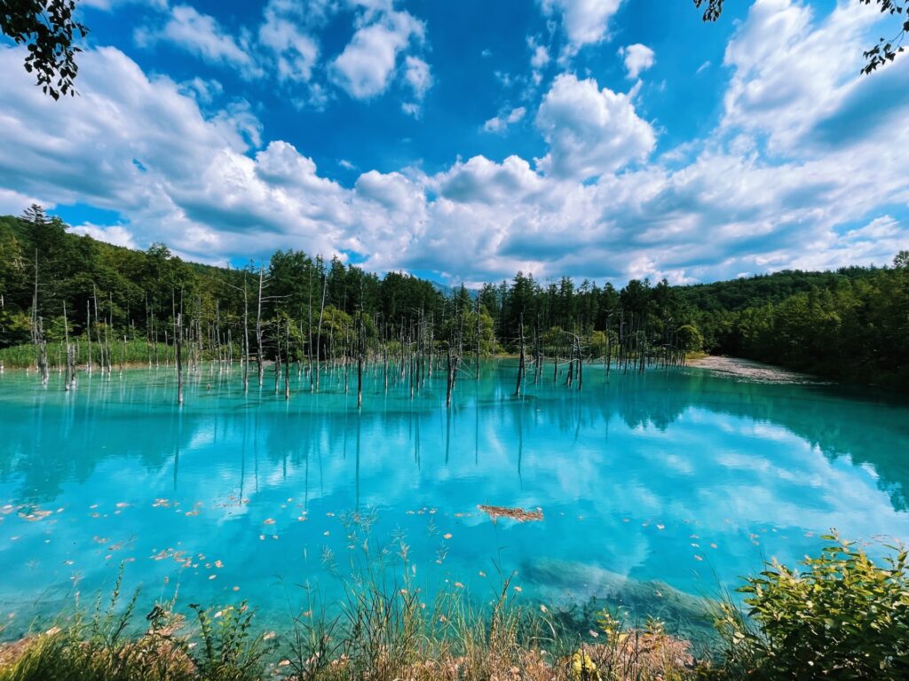 北海道の絶景！美瑛・青い池