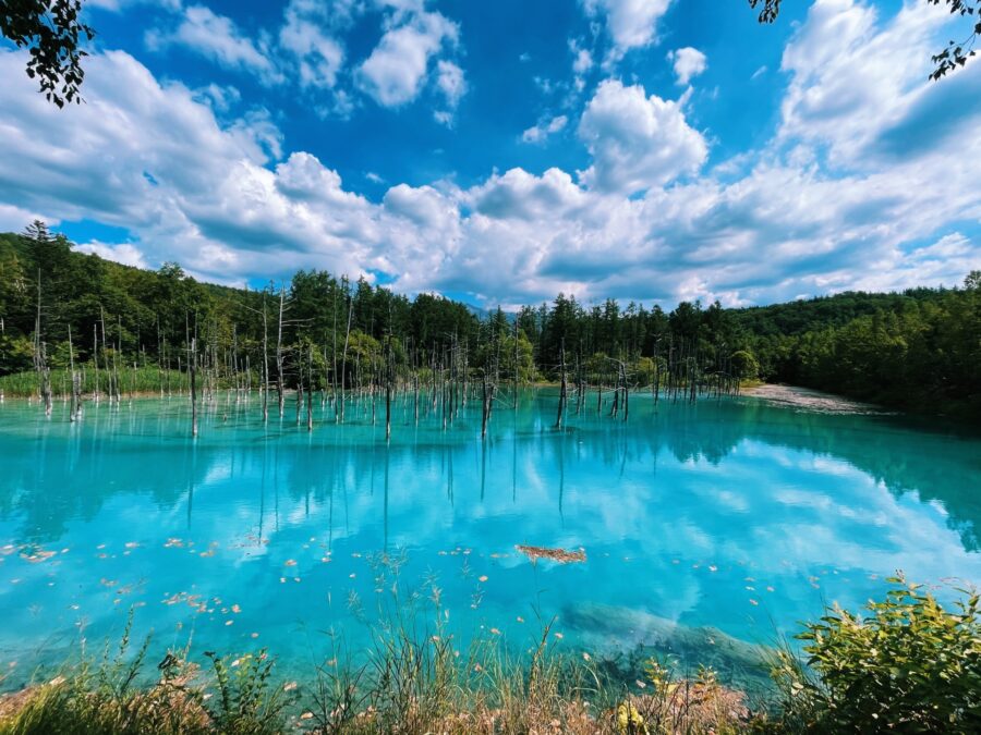 北海道の絶景！美瑛・青い池