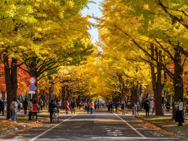 北海道大学イチョウ並木