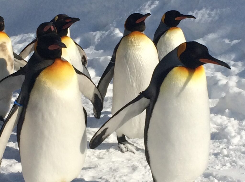 旭山動物園名物ペンギンたちの散歩