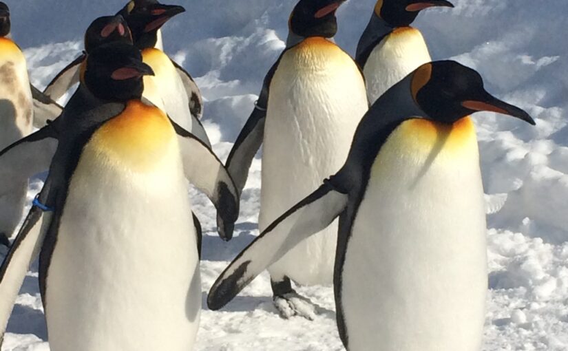 旭山動物園名物ペンギンたちの散歩