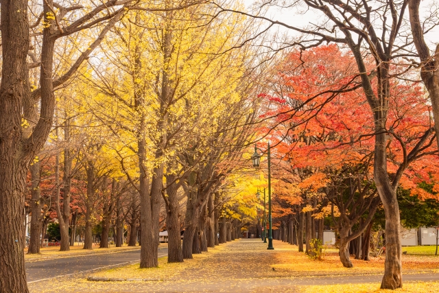 北海道大学イチョウ並木