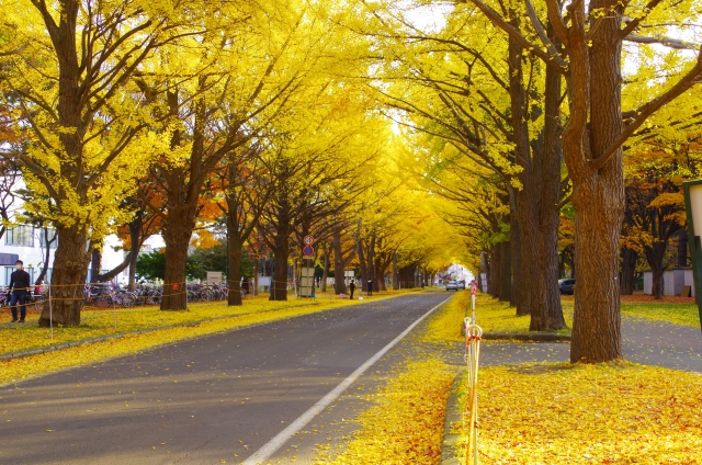 北海道大学イチョウ並木