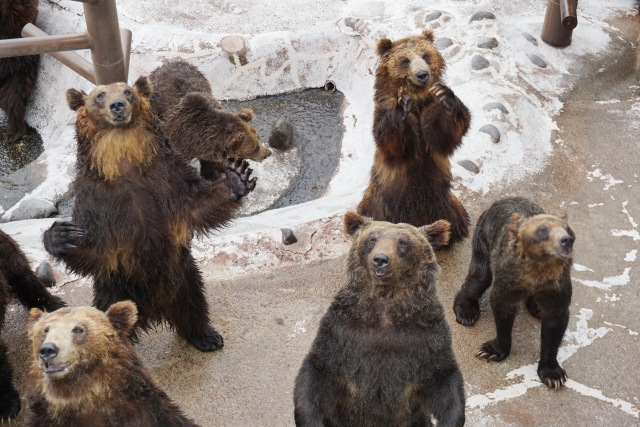 クマ牧場-北海道-