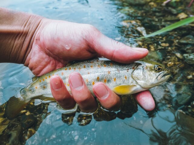 北海道　渓流釣り　魚