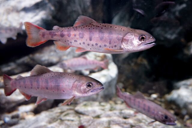 北海道　渓流釣り　ヤマメ