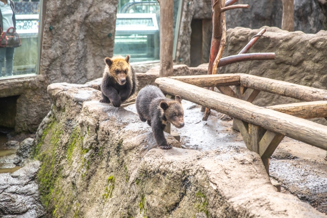 クマ牧場