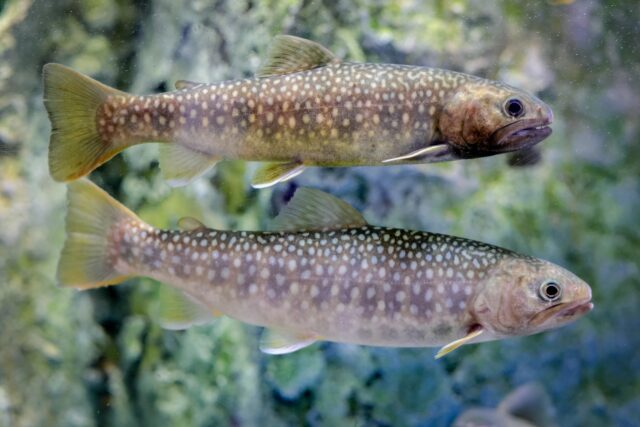 北海道　渓流釣り　ニジマス