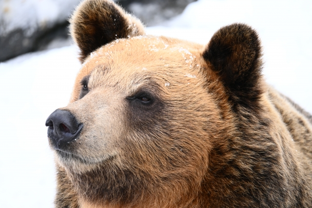クマ牧場