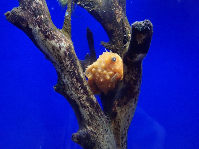 オホーツク流氷館