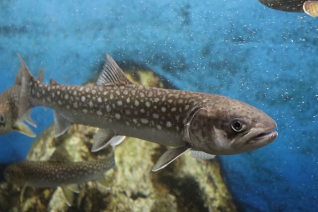北海道　渓流釣り　アメマス