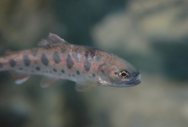北海道　渓流釣り　ヤマメ