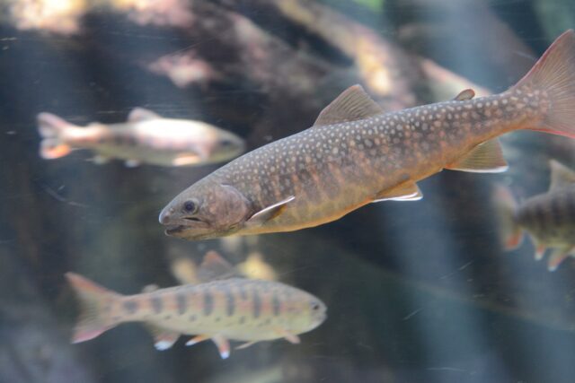 北海道　渓流釣り　イワナ