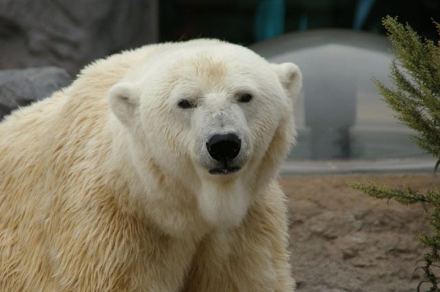 北海道　旭山動物園