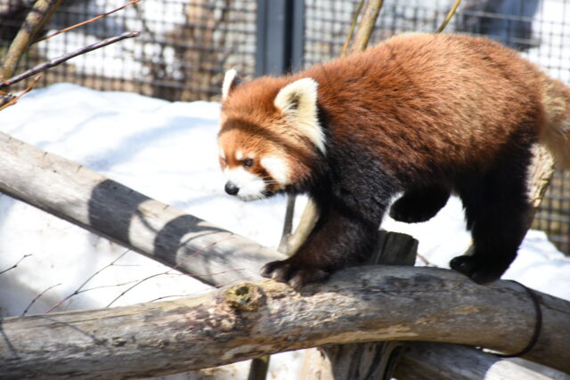 北海道 札幌市円山動物園