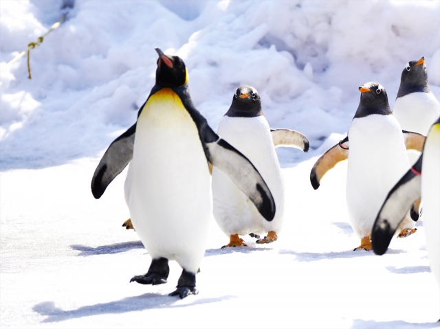 北海道 ペンギン