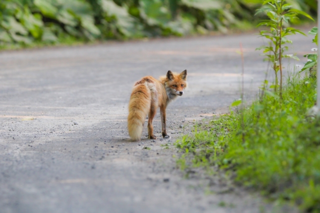 北海道 野生動物 キツネ