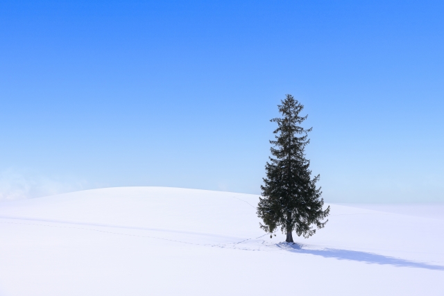 クリスマスツリーの木