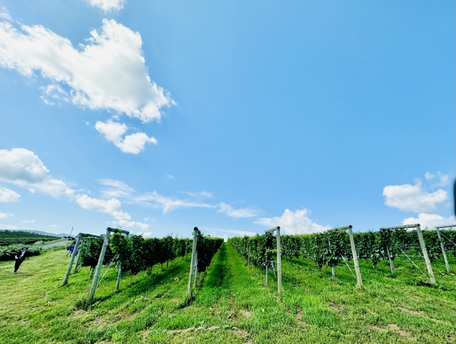 余市ワイナリー