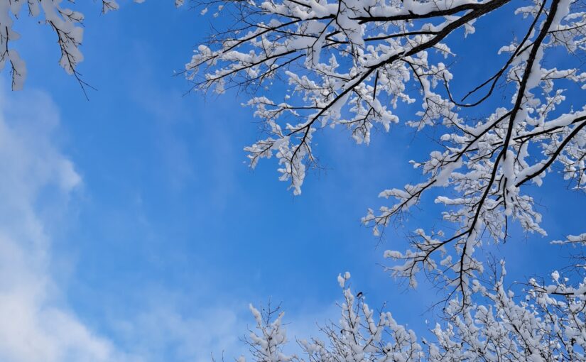 北海道　1月 雪が積もる木