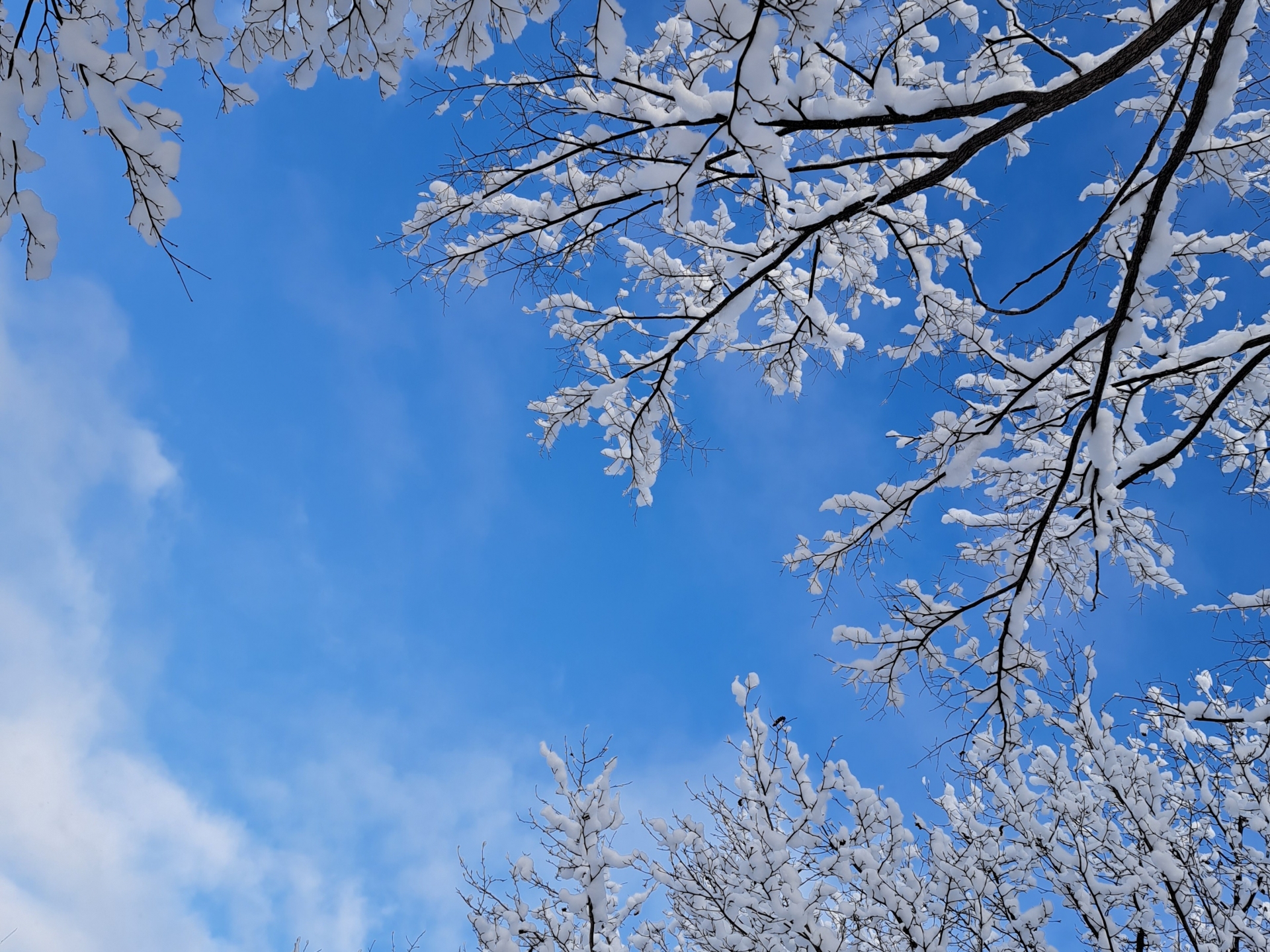 北海道　1月 雪が積もる木
