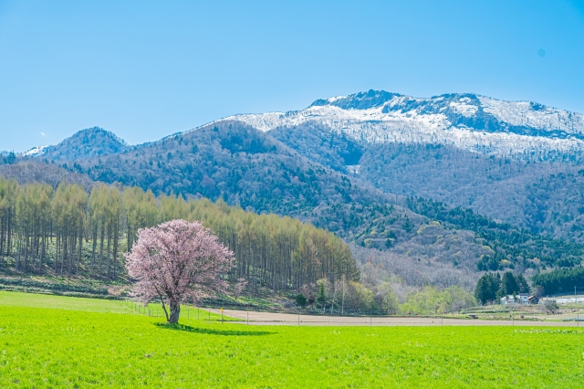 北海道 春