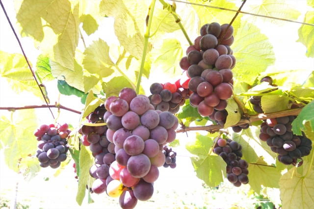 北海道 収穫 ぶどう