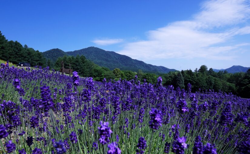 富良野　ラベンダー