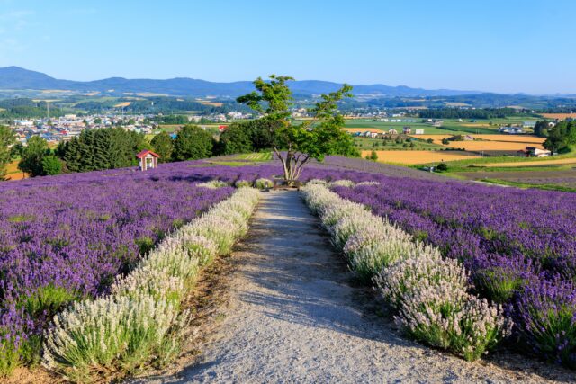 富良野 日の出公園