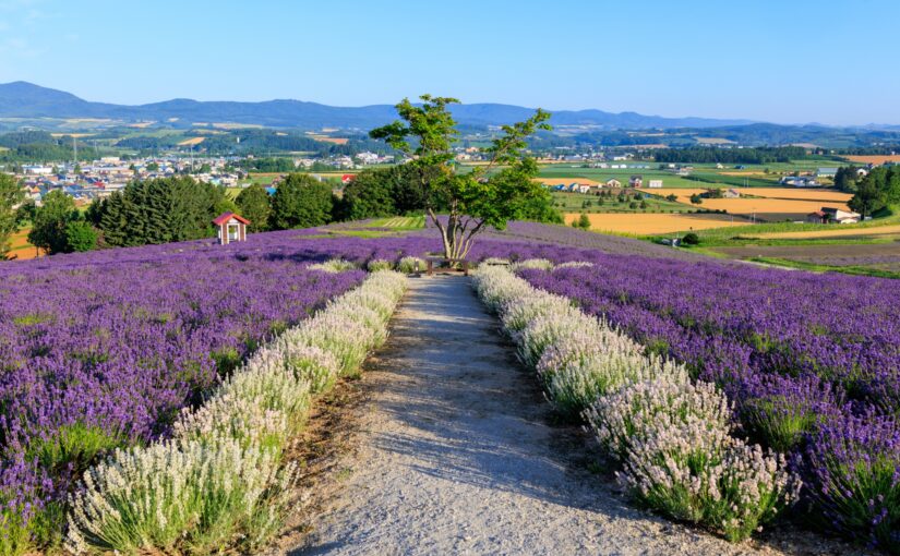 富良野　日の出公園