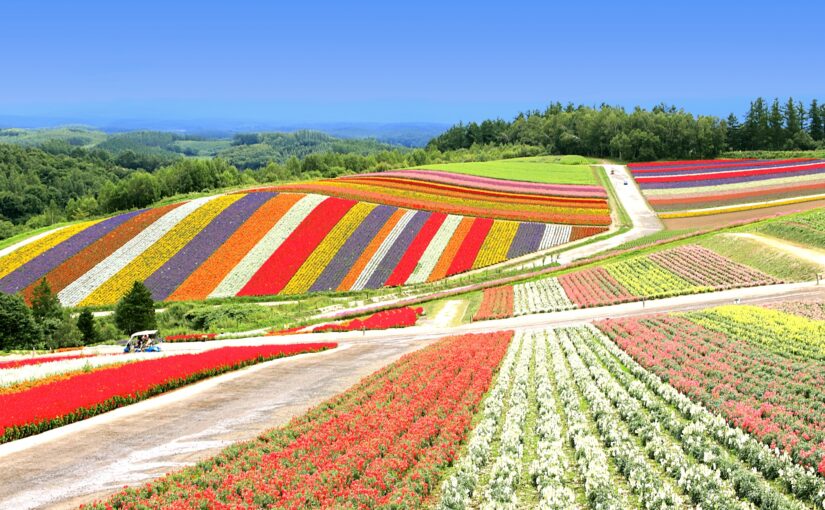 美瑛　パッチワークの丘