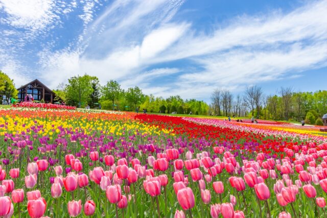 北海道　春　旅行