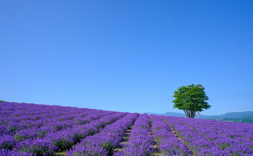 富良野、ラベンダー
