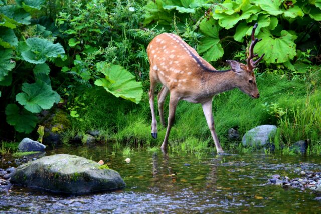知床半島　野生動物　鹿