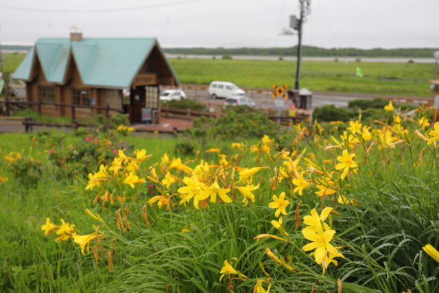 小清水原生花園