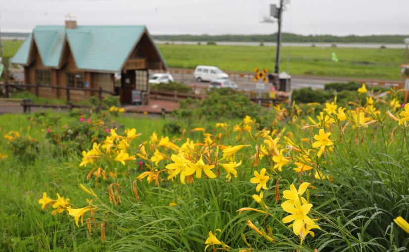 小清水原生花園