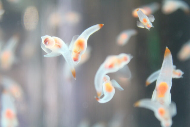 紋別流氷科学センターGIZA