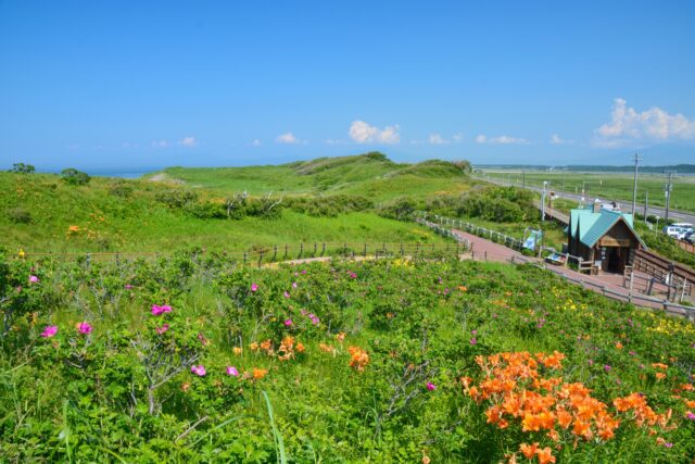 小清水原生花園