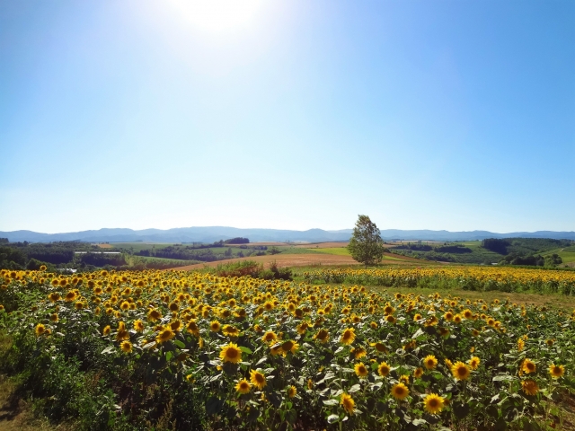 8月　北海道　旅行