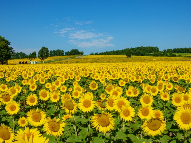 夏　北海道　ひまわり