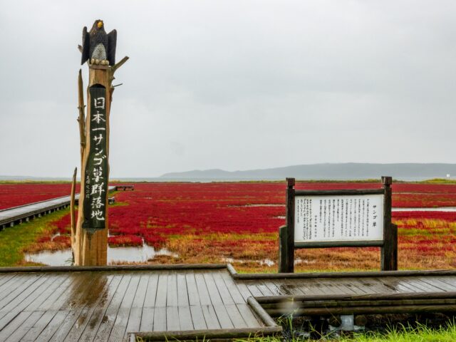能取湖サンゴ草群落