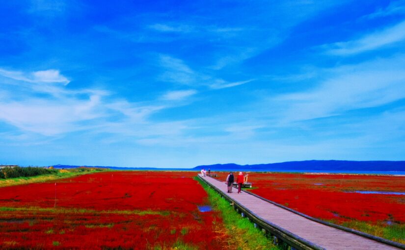 能取湖サンゴ草群落