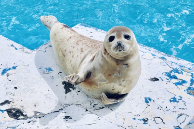 オホーツクとっかりセンター