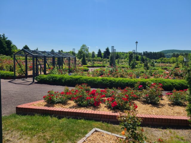 岩見沢公園バラ園